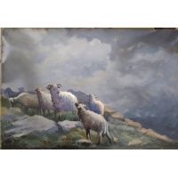 Owce w górach - Tadeusz Radwan ok. 1960 r.